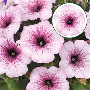 Bild von Petunia P12 Light pink vein